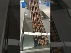 Vertikalbrecher für Eier