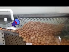 Anlage für die Verarbeitung flüssiger Eier mit Eierbrecher und Pasteurisierung