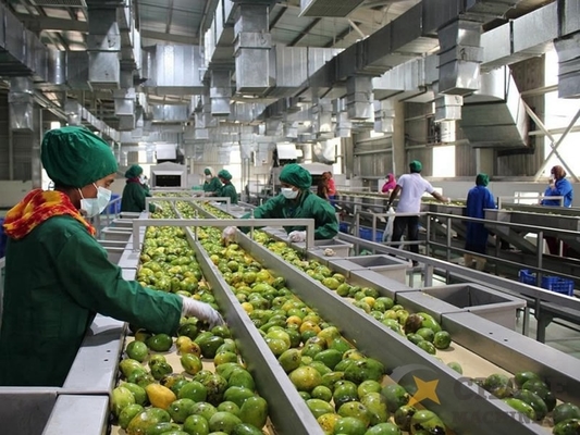 Hochwertige angepasste Mango-Saftverarbeitungsmaschine Mango/Mango-Zellstoff-Produktionsanlage Mango-Verarbeitungslinie Sus304/316