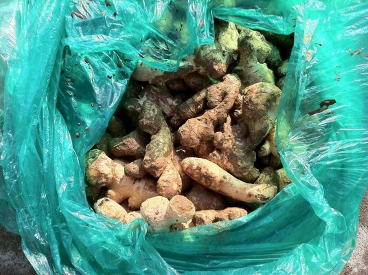 Industrieller Ingwer-Saft-Extraktor durch Zerkleinern und Saften mit verstellbarem Druck-Reglerkopf